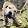 Sass 🐕's profile picture