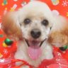 パンドラオセン's profile picture