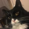 Yodathecat's profile picture