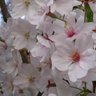Profilbild von 桜＃満開🌸