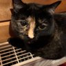 ねこぱち profil fotoğrafı