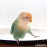 popasde 的头像