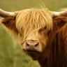 Epiphanus's profile picture