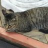nagon's profile picture