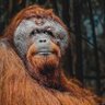 Megayoule's profile picture