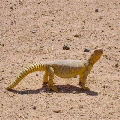YellowDhub's profile picture