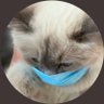 شَـهد '🤍 profil fotoğrafı