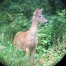 Randye Giammarco profil fotoğrafı