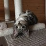 Фото профиля ぺーたー⚓️🎀🐾⚔🥞💫👻🕶️