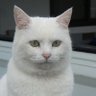 広島ひろし profil fotoğrafı