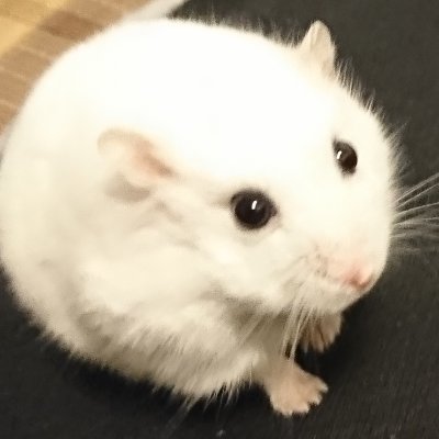 おじたんマン's profile picture