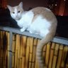 Redondo profil fotoğrafı