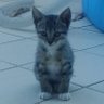 Фото профиля Alfonso