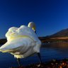 ごすずん profil fotoğrafı
