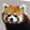 Profilbild von パンダちゃん