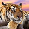 P Ravikumar's profile picture
