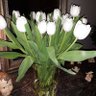 Фото профиля tulipe blanche