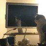 Фото профиля CatDaze