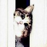(❀◕‿◕) 🇦🇪 الاسطورة 🇦🇪(❀◕‿◕)'s profile picture