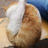 只因ikun🇨🇳 profil fotoğrafı