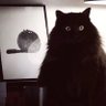 哈林 profil fotoğrafı