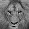 Chistian DNG's profile picture