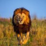 El Rey león's profile picture