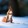 Пиріжечок глютеновий profil fotoğrafı