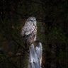 Profilbild von Gray Owl
