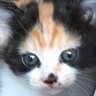 ミケちゃん(旧:旧宮家の復活要望アカ) 的头像