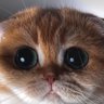 Sara's profile picture