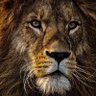 Фото профиля Karim 🇩🇿🇨🇵🦁
