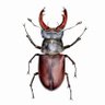 Stag beetle profil fotoğrafı