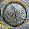 Rhinotamus's profile picture