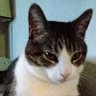 curious_dabbler's profile picture