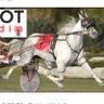 standardbred fan's profile picture