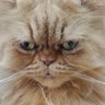 Profilbild von ปั๋นหมี