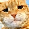 Ecoll2's profile picture