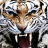 NS's profile picture