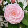 ケアララ🌼 的头像