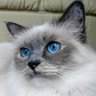 крематолог 🌻🎗️'s profile picture