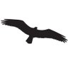 Osprey's profile picture