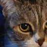 Mirtilla Mai Contenta's profile picture