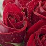 Safwanka64@jmail. Co's profile picture