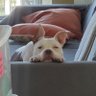 ChachMingo profil fotoğrafı