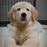 Wolvz profil fotoğrafı