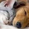 Фото профиля こうたろう🐱🐶