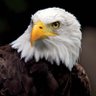 Фото профиля American Phalanx