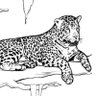 jaguar_ilustrado's profile picture