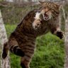 MeanQkie profil fotoğrafı